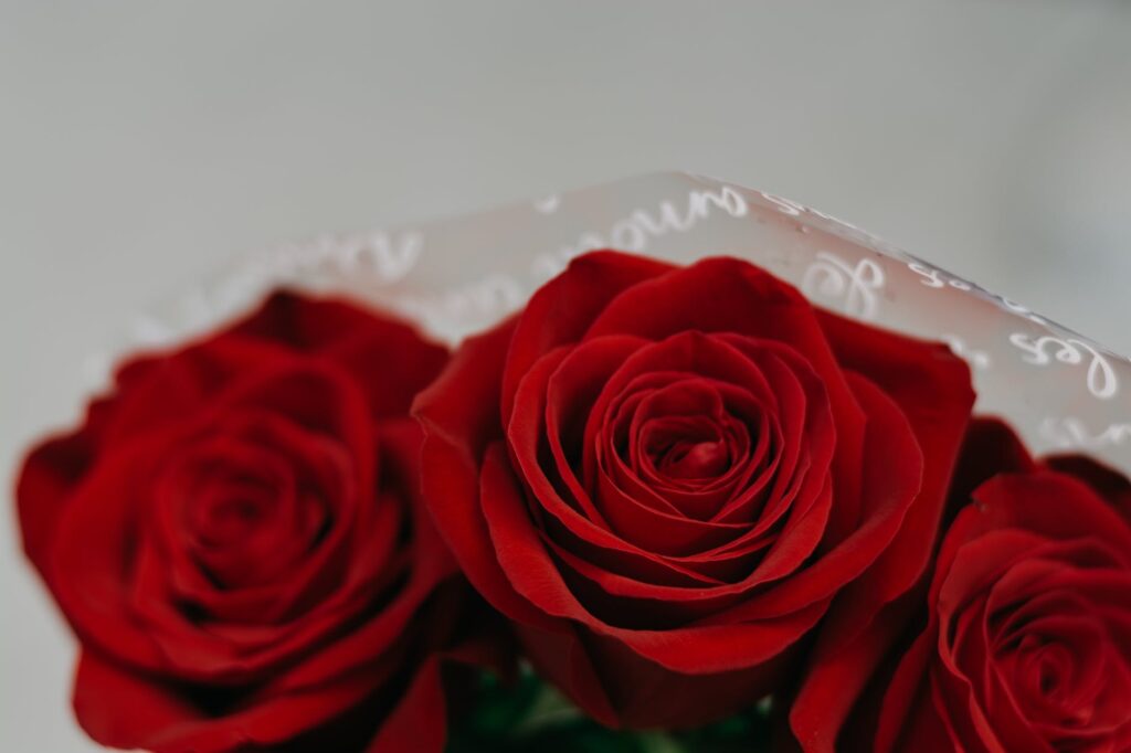 bouquet of red roses in close up view