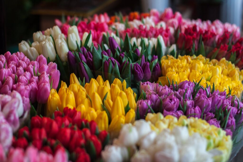 close up of multi colored tulips